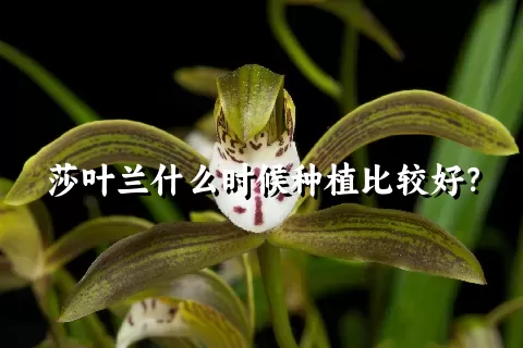 莎叶兰什么时候种植比较好？