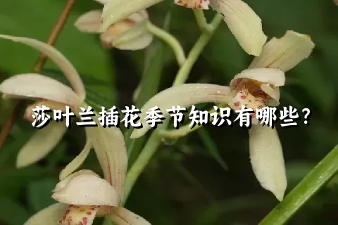 莎叶兰插花季节知识有哪些？