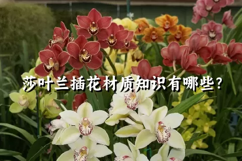 莎叶兰插花材质知识有哪些？