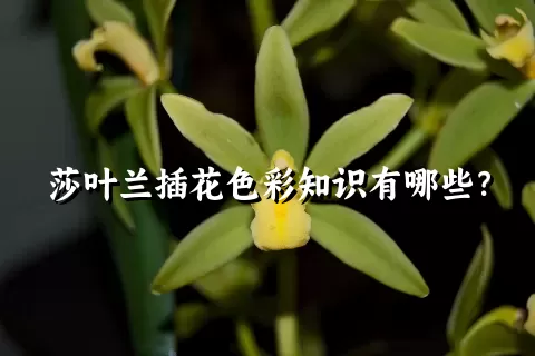 莎叶兰插花色彩知识有哪些？