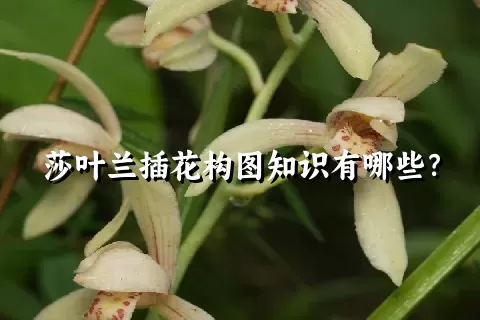 莎叶兰插花构图知识有哪些？