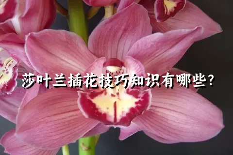 莎叶兰插花技巧知识有哪些？