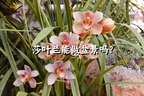 莎叶兰能做盆景吗？