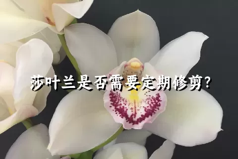 莎叶兰是否需要定期修剪？