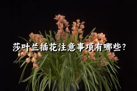 莎叶兰插花注意事项有哪些？