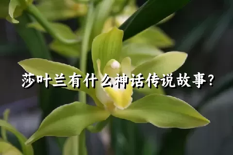 莎叶兰有什么神话传说故事？