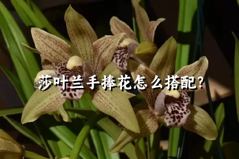 莎叶兰手捧花怎么搭配？