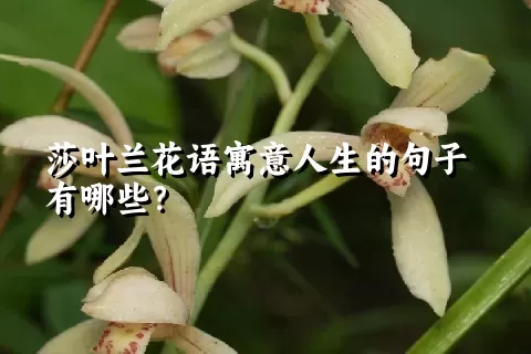 莎叶兰花语寓意人生的句子有哪些？