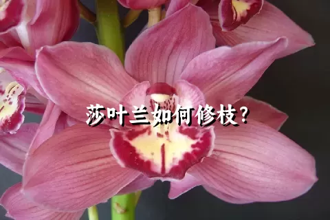 莎叶兰如何修枝？