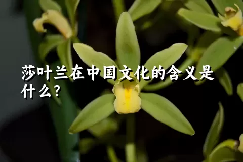 莎叶兰在中国文化的含义是什么？