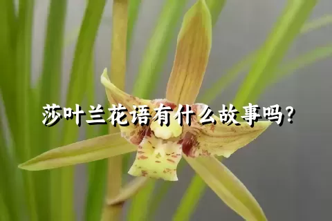 莎叶兰花语有什么故事吗？