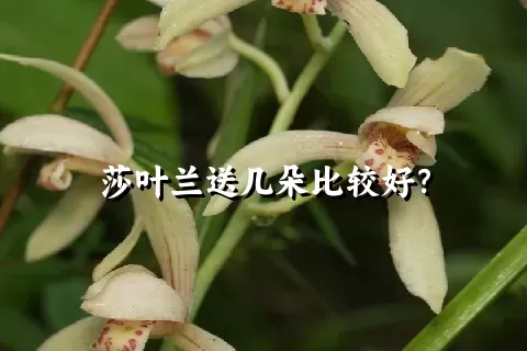 莎叶兰送几朵比较好？