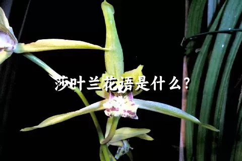 莎叶兰花语是什么？