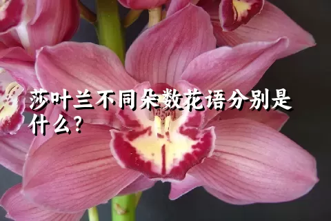 莎叶兰不同朵数花语分别是什么？