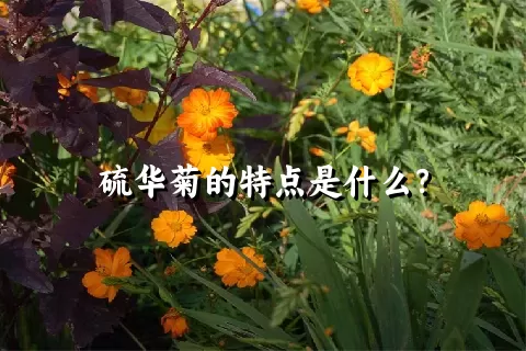 硫华菊的特点是什么？