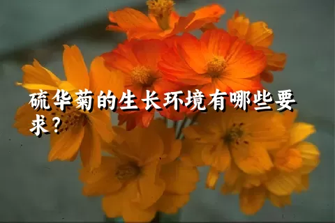 硫华菊的生长环境有哪些要求？