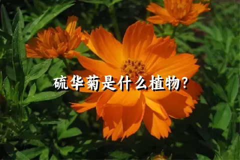 硫华菊是什么植物？