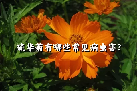 硫华菊有哪些常见病虫害？