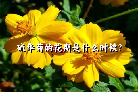 硫华菊的花期是什么时候？