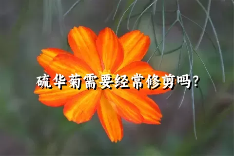 硫华菊需要经常修剪吗？