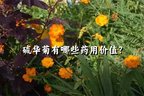 硫华菊有哪些药用价值？