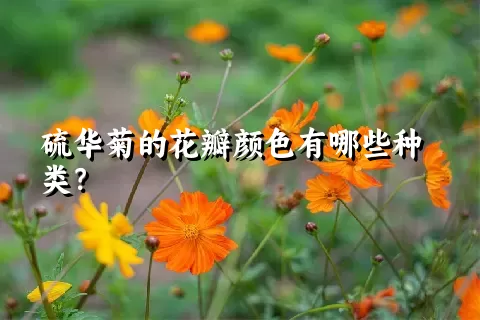 硫华菊的花瓣颜色有哪些种类？