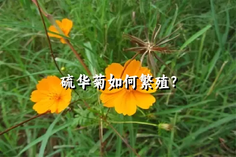 硫华菊如何繁殖？