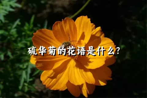 硫华菊的花语是什么？