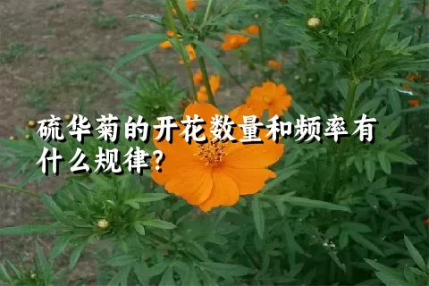 硫华菊的开花数量和频率有什么规律？