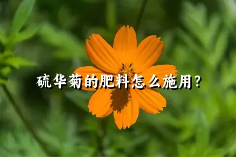 硫华菊的肥料怎么施用？