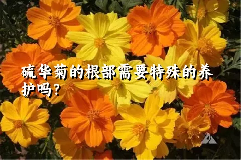 硫华菊的根部需要特殊的养护吗？