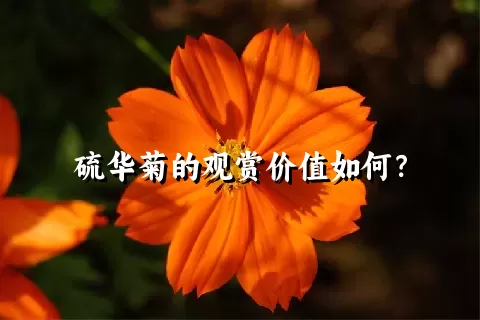 硫华菊的观赏价值如何？