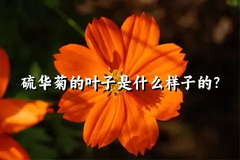 硫华菊的叶子是什么样子的？