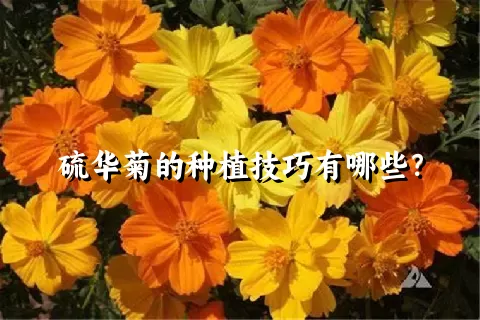 硫华菊的种植技巧有哪些？