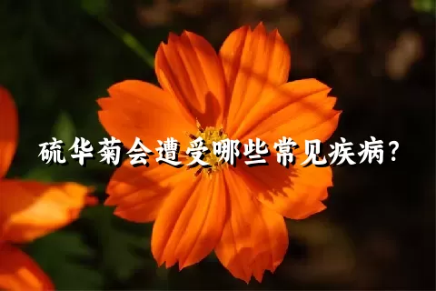 硫华菊会遭受哪些常见疾病？