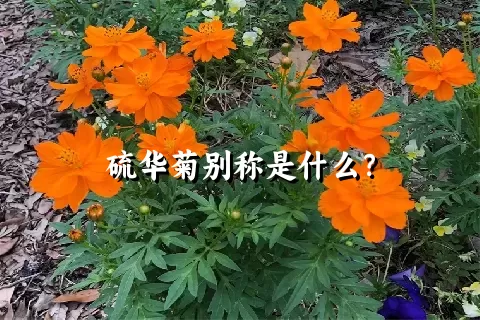 硫华菊别称是什么？