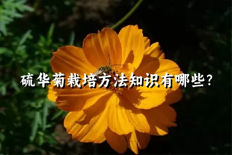 硫华菊栽培方法知识有哪些？