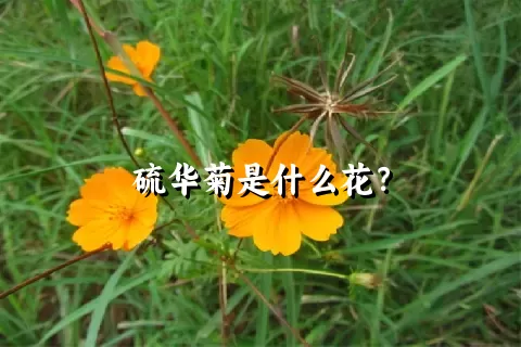 硫华菊是什么花？