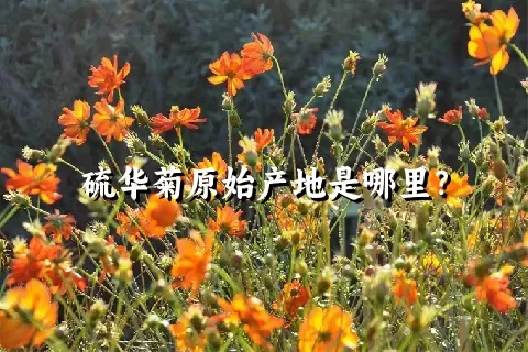 硫华菊原始产地是哪里？