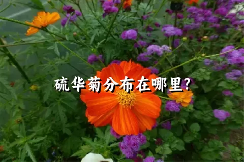 硫华菊分布在哪里?