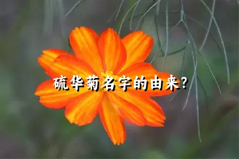 硫华菊名字的由来？