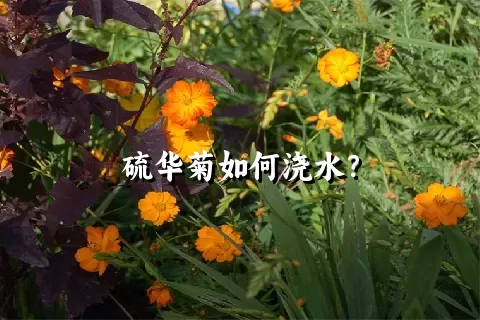 硫华菊如何浇水？