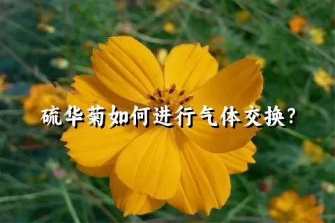 硫华菊如何进行气体交换？