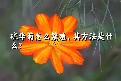 硫华菊怎么繁殖，其方法是什么？