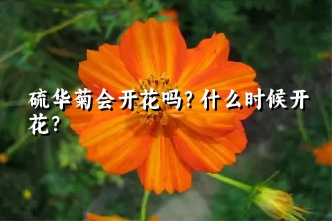 硫华菊会开花吗？什么时候开花？