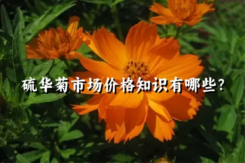 硫华菊市场价格知识有哪些？