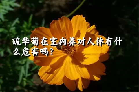 硫华菊在室内养对人体有什么危害吗？