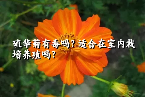 硫华菊有毒吗？适合在室内栽培养殖吗？