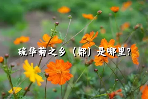 硫华菊之乡（都）是哪里？