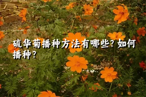 硫华菊播种方法有哪些？如何播种？